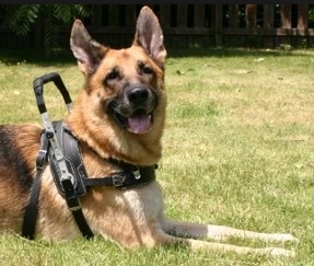 German Sheppard guide dog sitting down